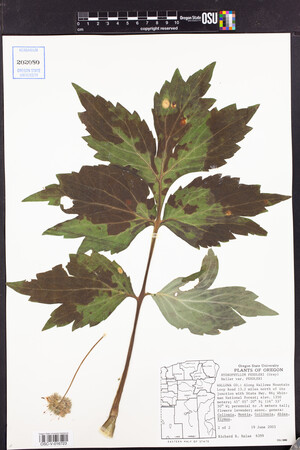Hydrophyllum fendleri var. fendleri image