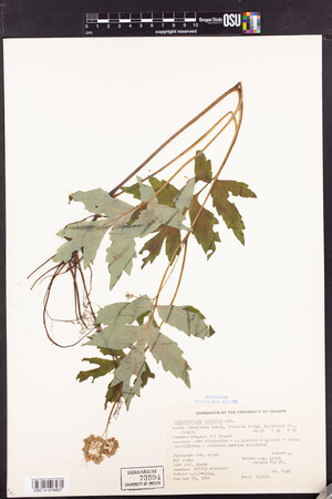Hydrophyllum tenuipes image