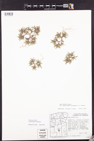 Nama parviflora image