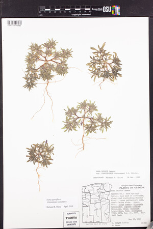 Nama parviflora image
