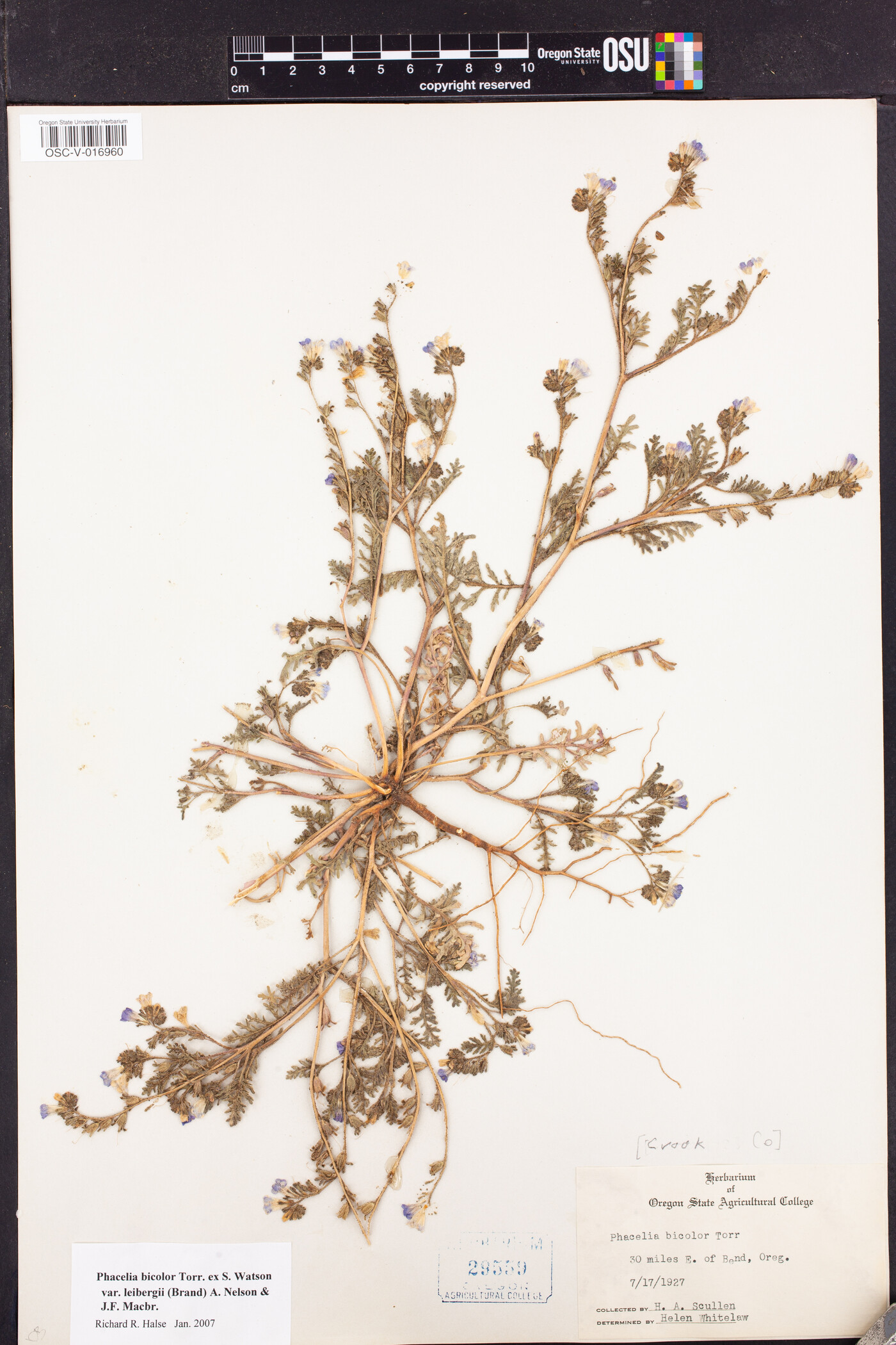 Phacelia bicolor var. leibergii image