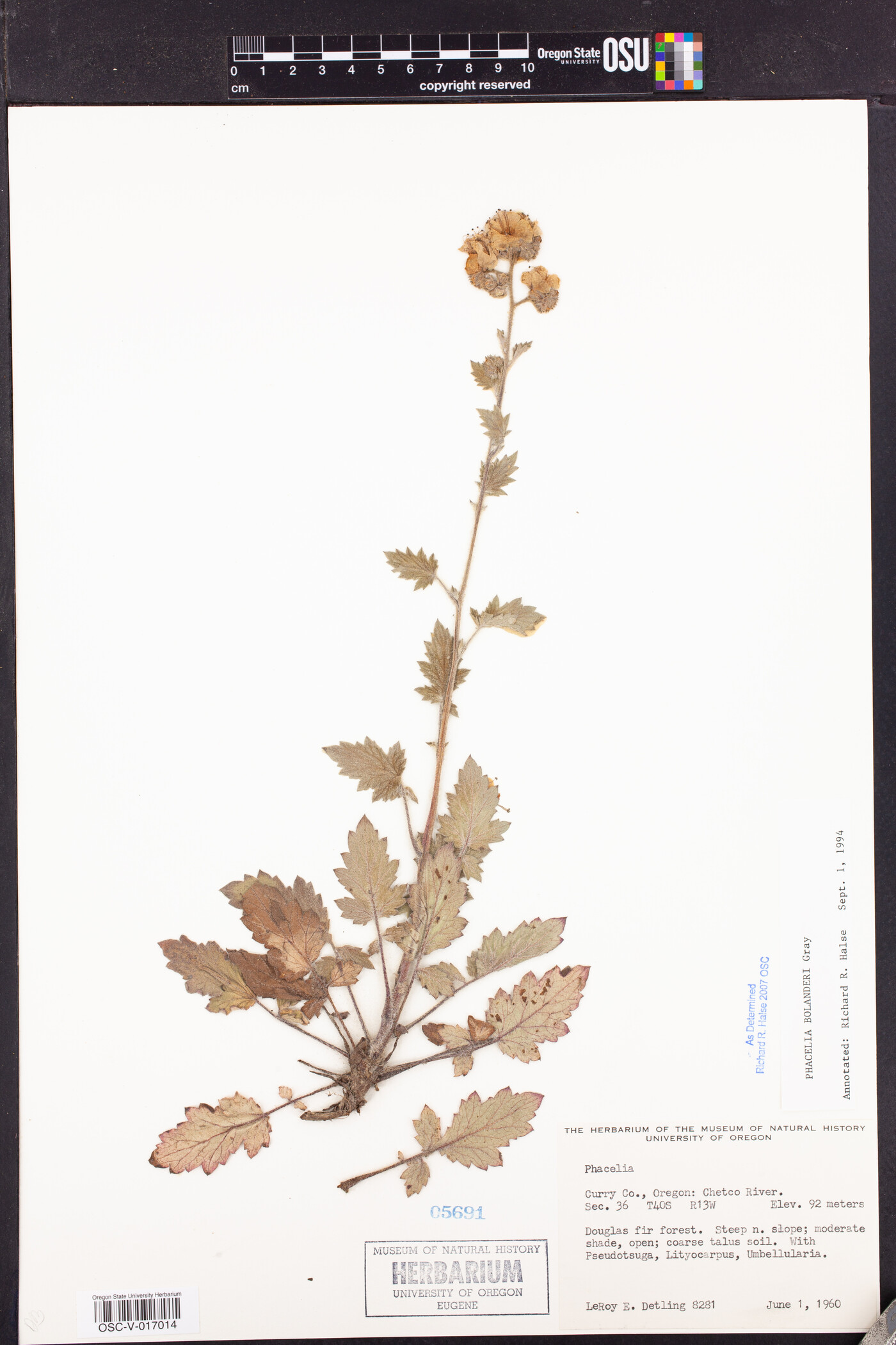 Phacelia bolanderi image