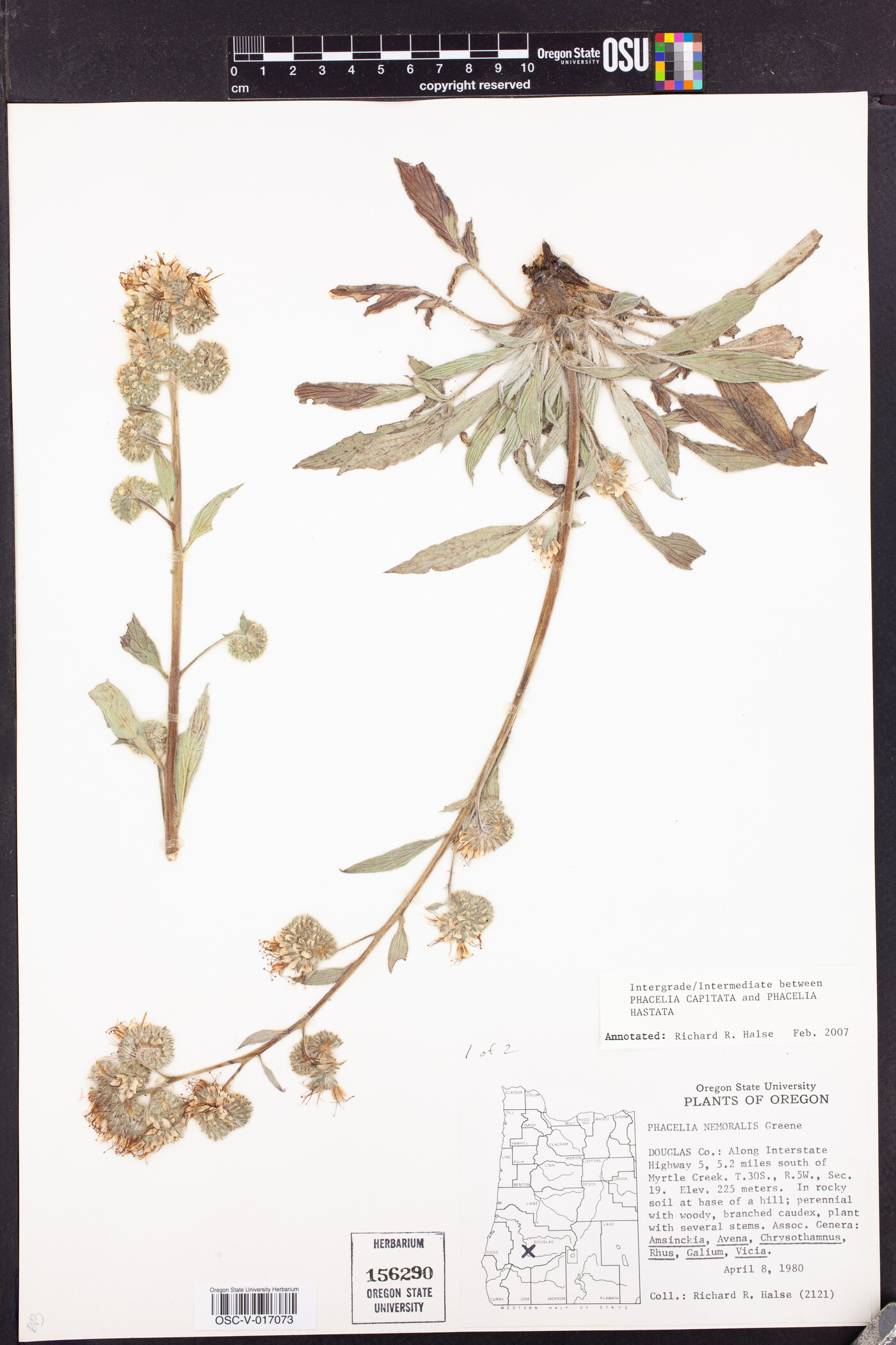 Phacelia capitata image