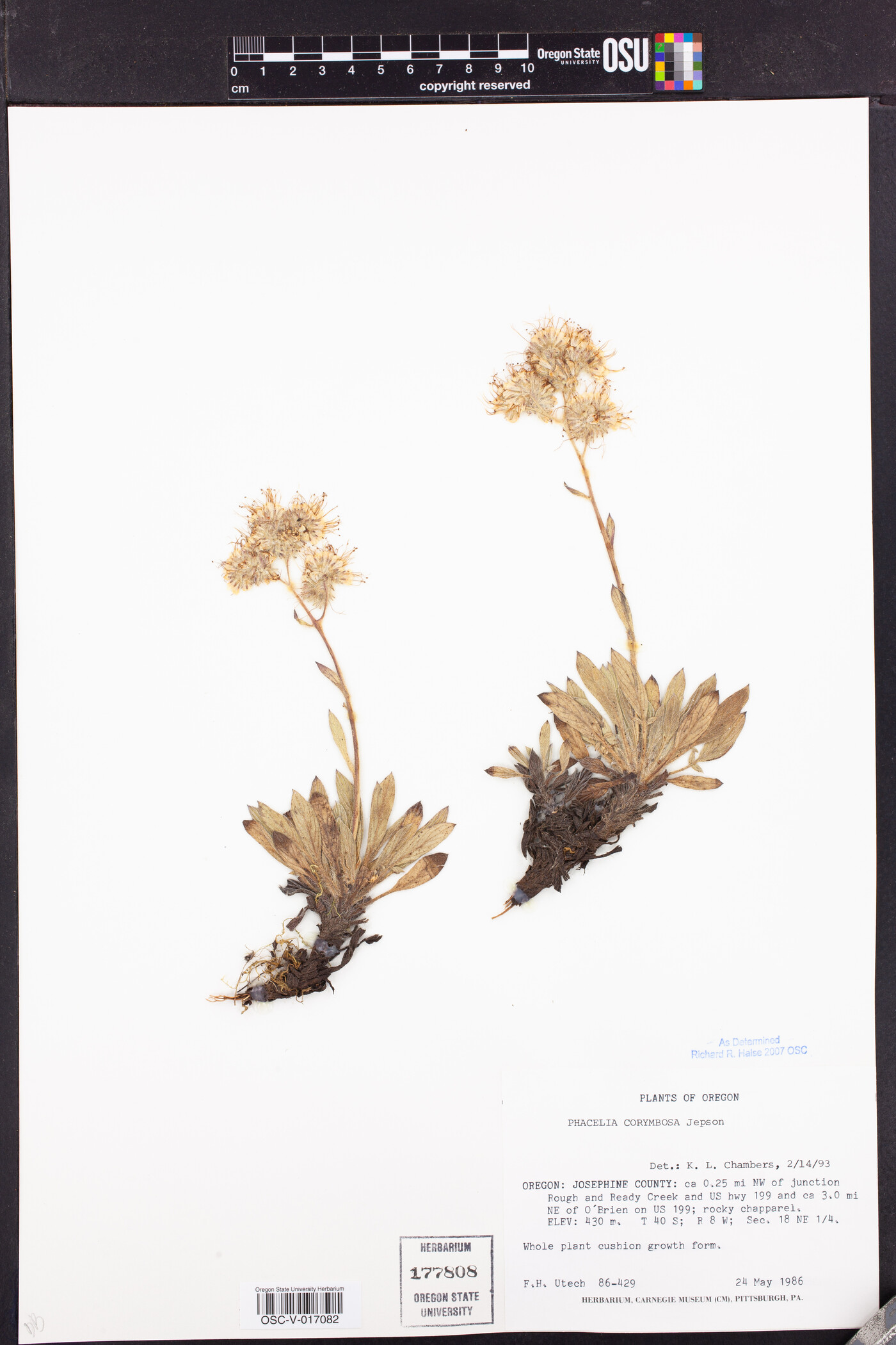 Phacelia corymbosa image