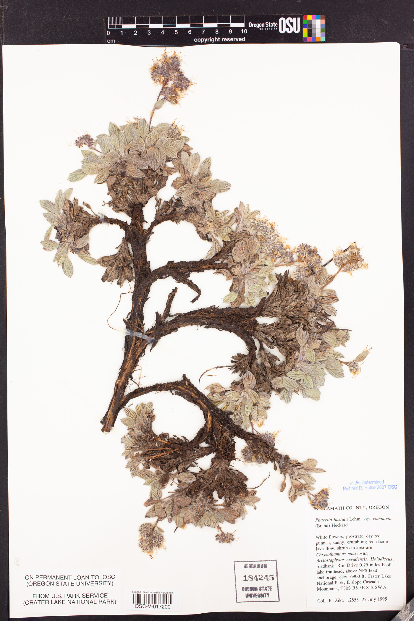 Phacelia hastata var. compacta image