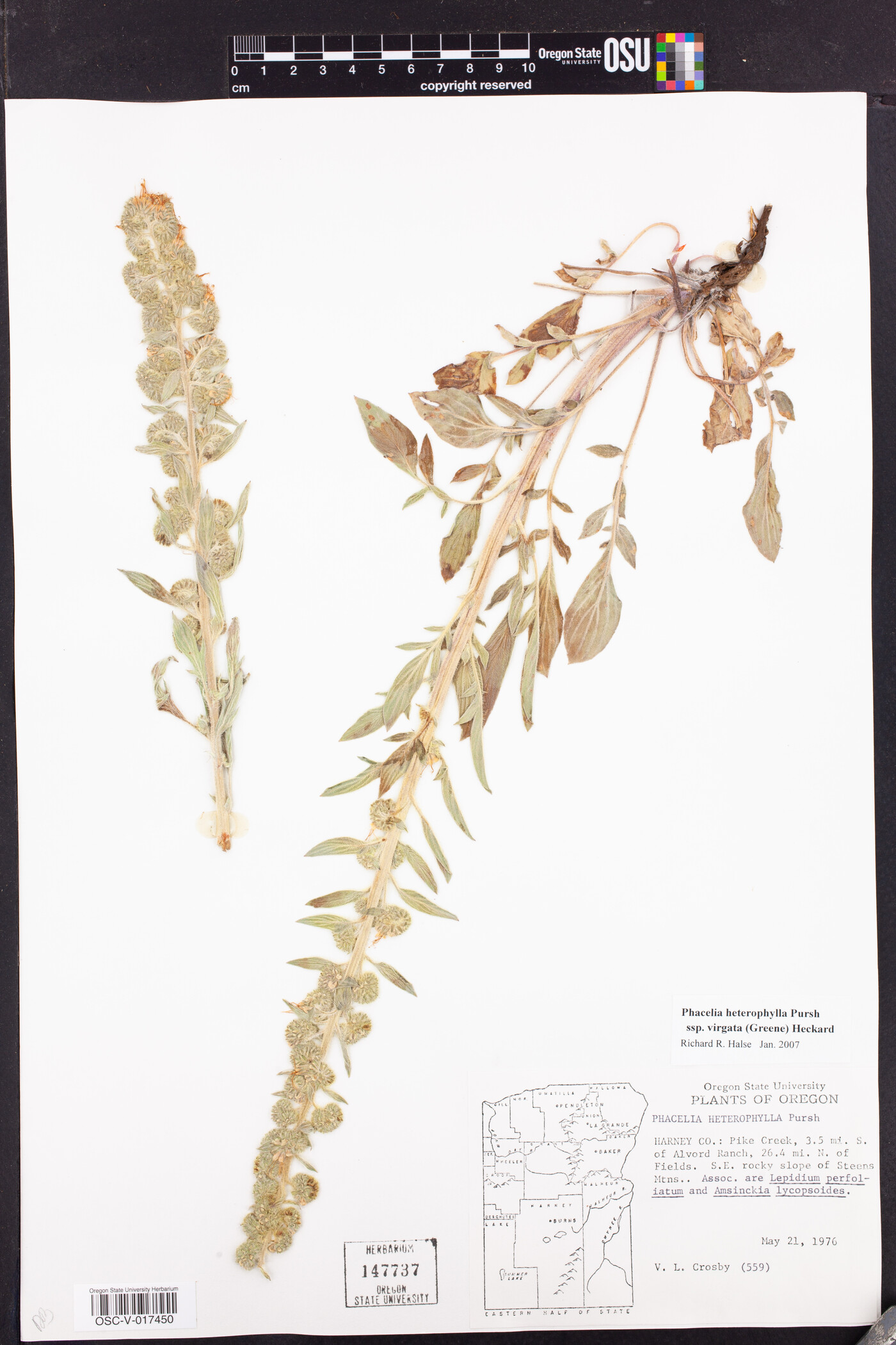 Phacelia heterophylla subsp. virgata image