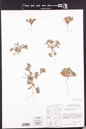 Phacelia lutea image