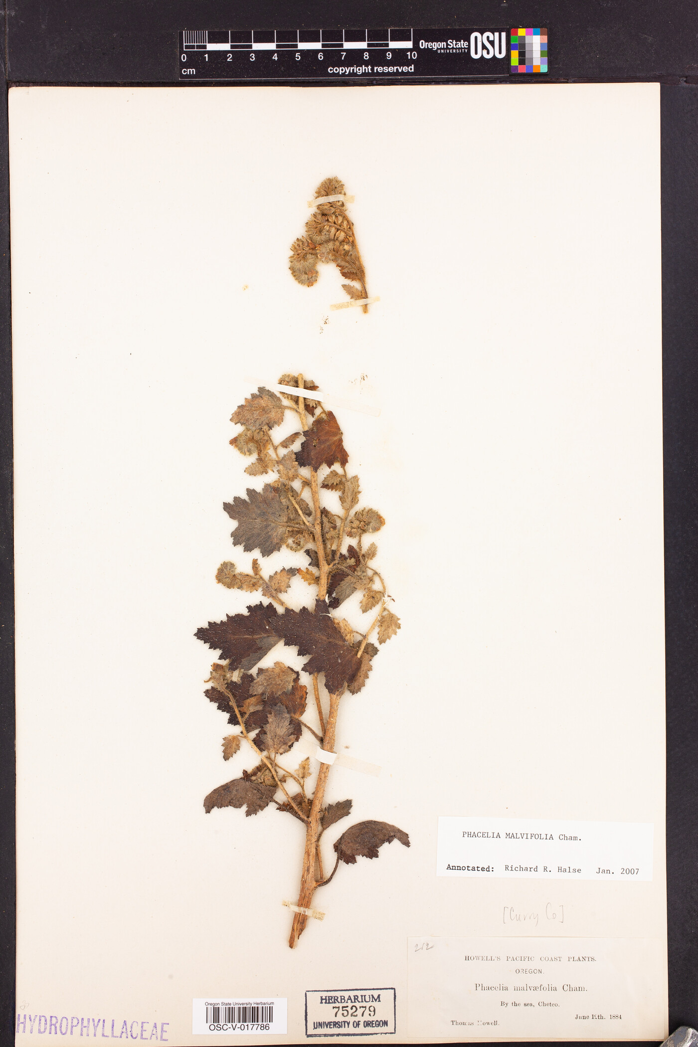 Phacelia malvifolia image