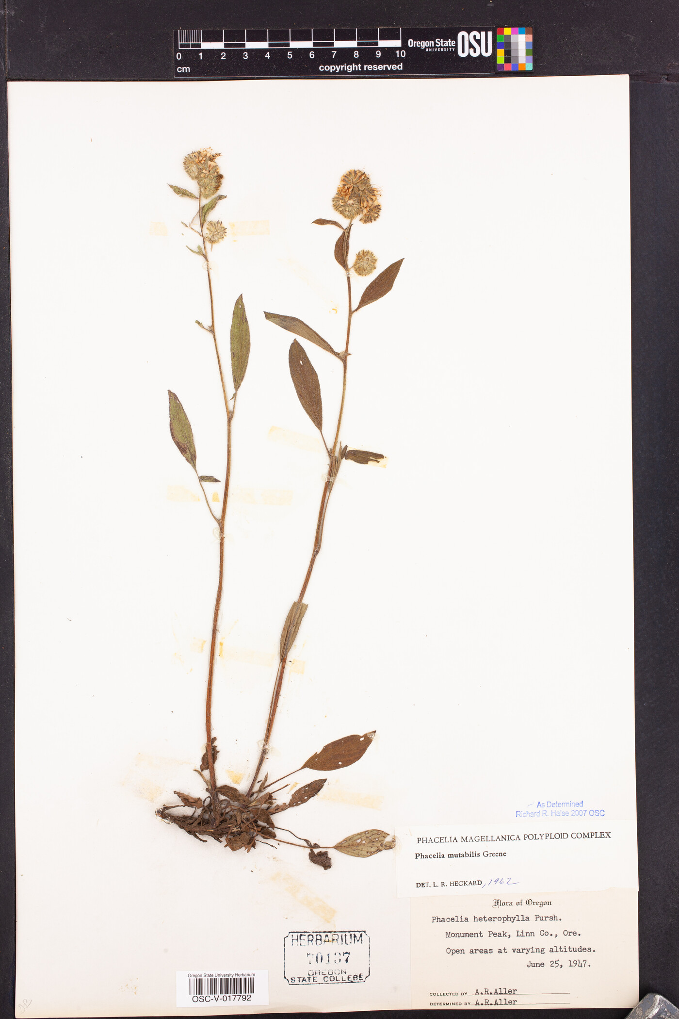 Phacelia mutabilis image