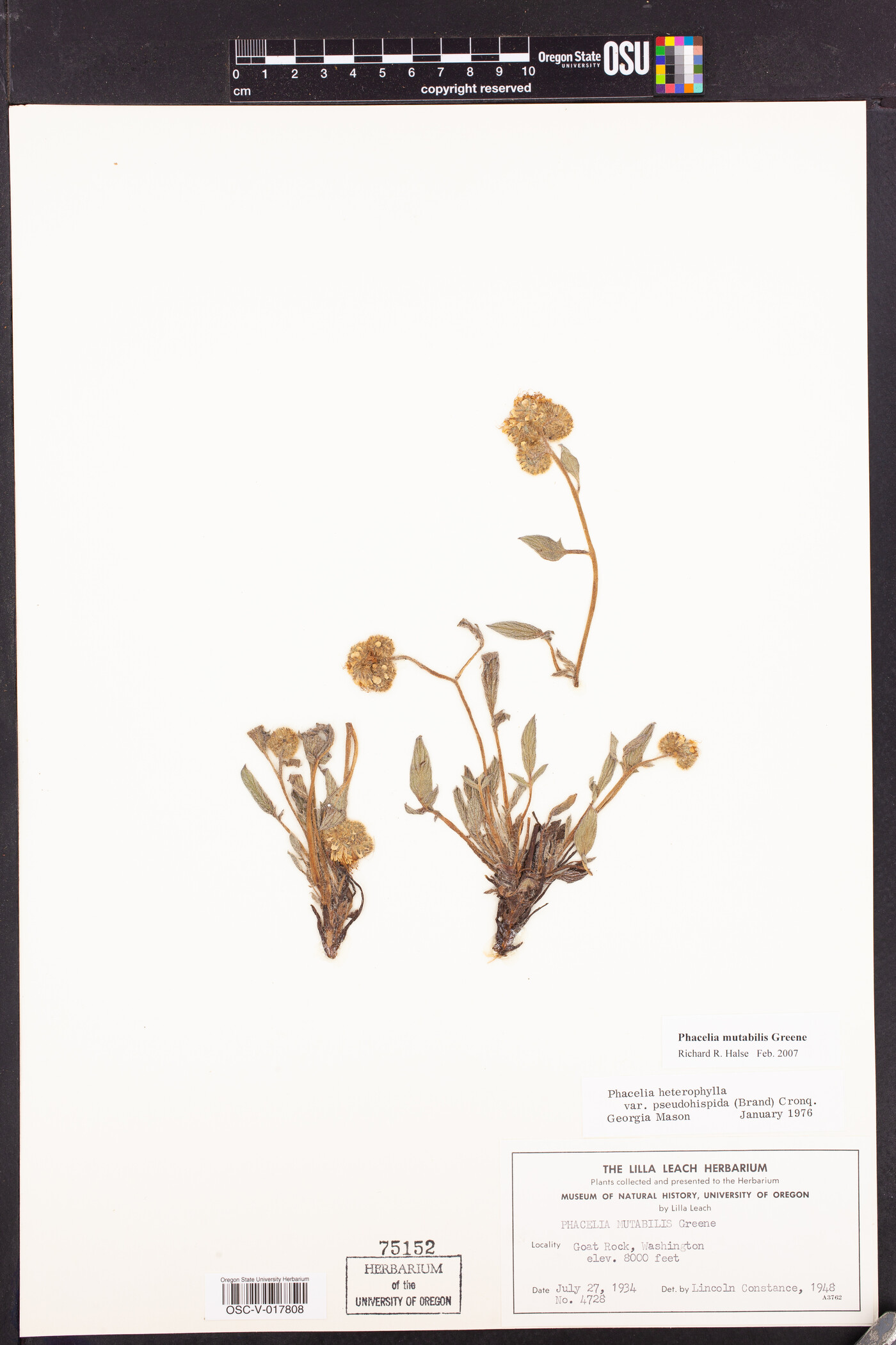 Phacelia mutabilis image