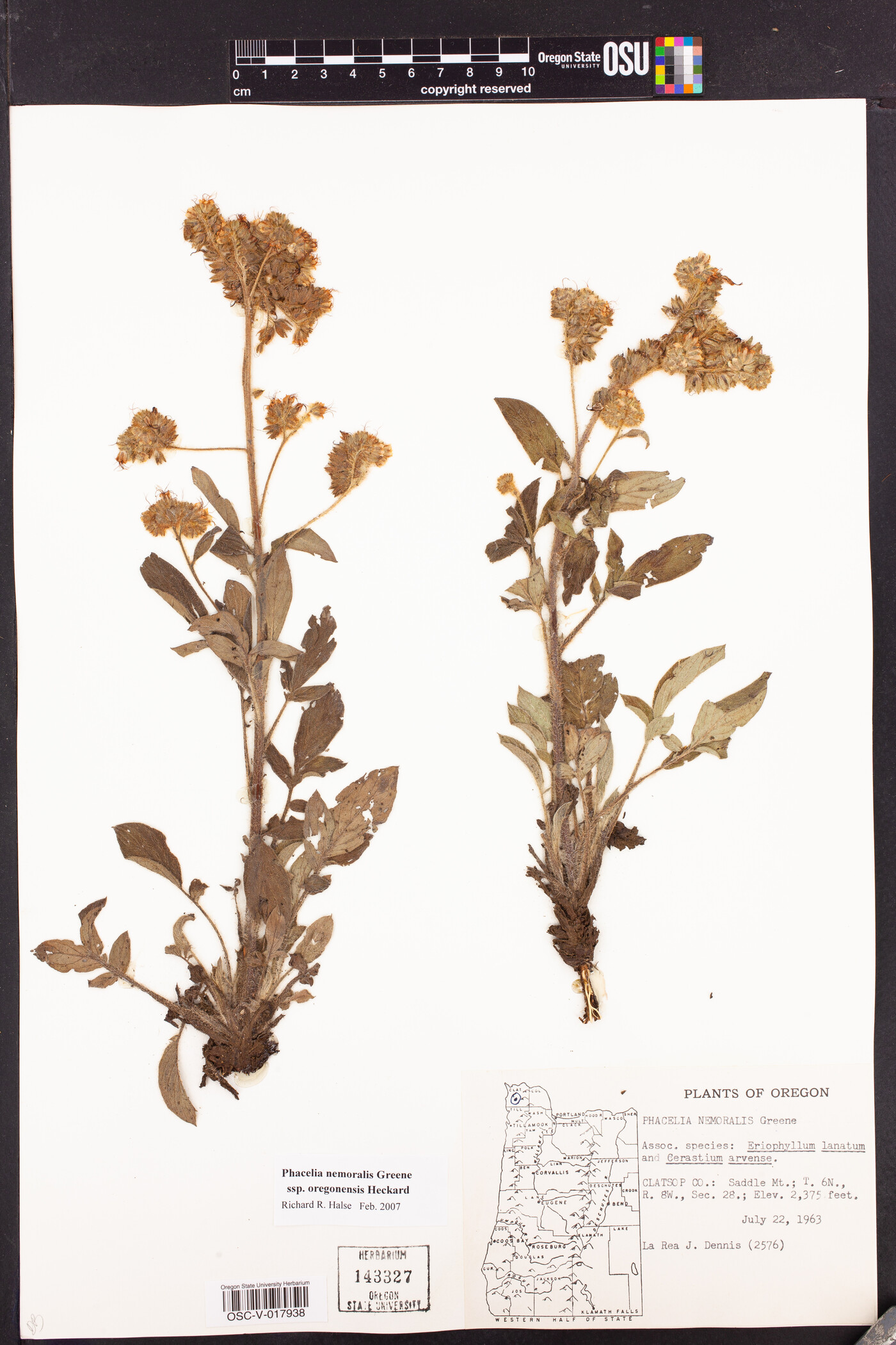 Phacelia nemoralis subsp. oregonensis image