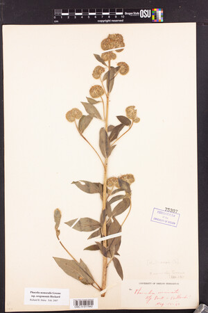 Phacelia nemoralis subsp. oregonensis image