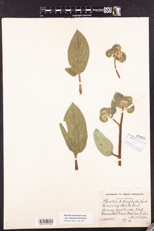 Phacelia nemoralis subsp. oregonensis image