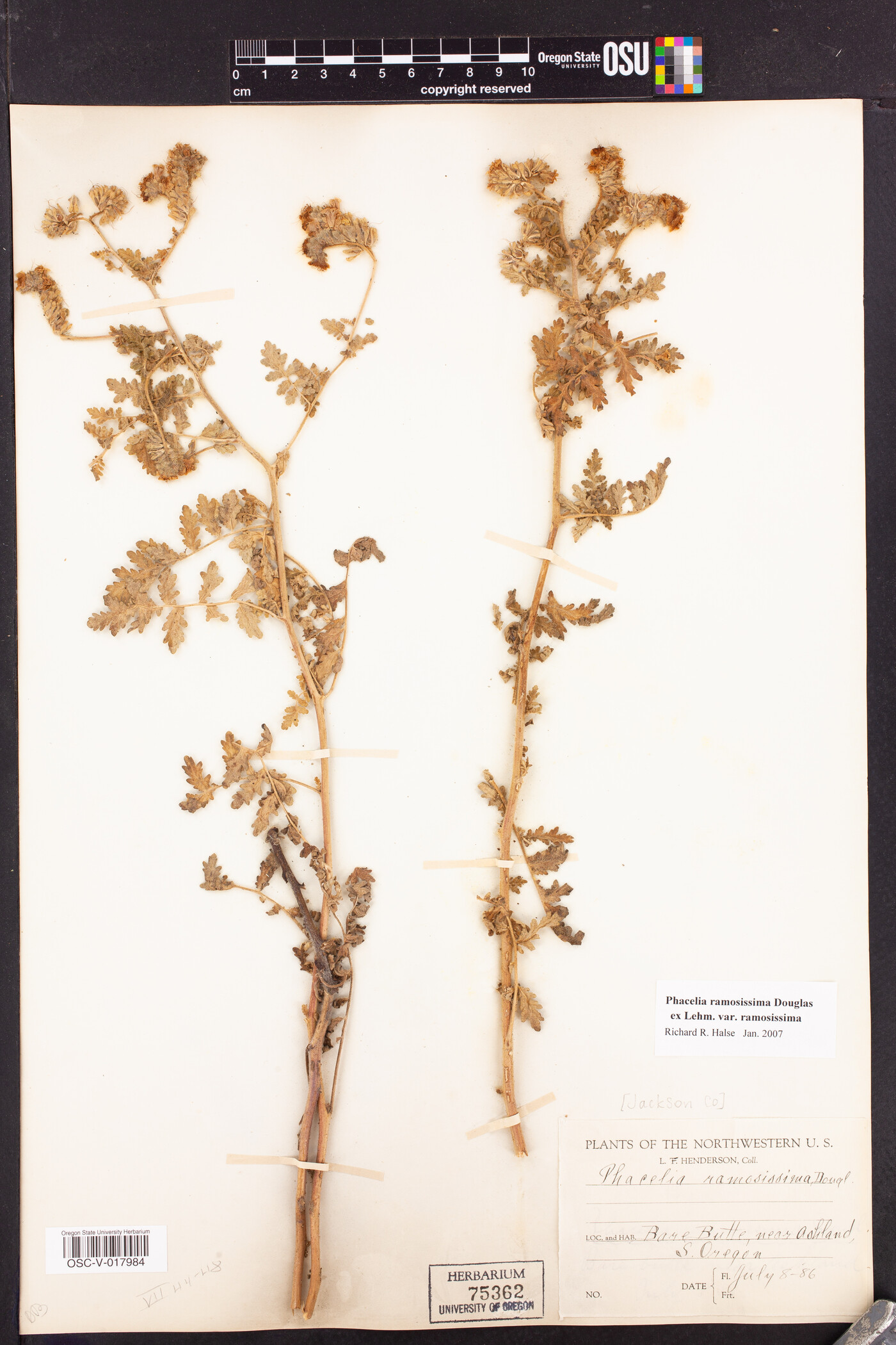 Phacelia ramosissima var. ramosissima image
