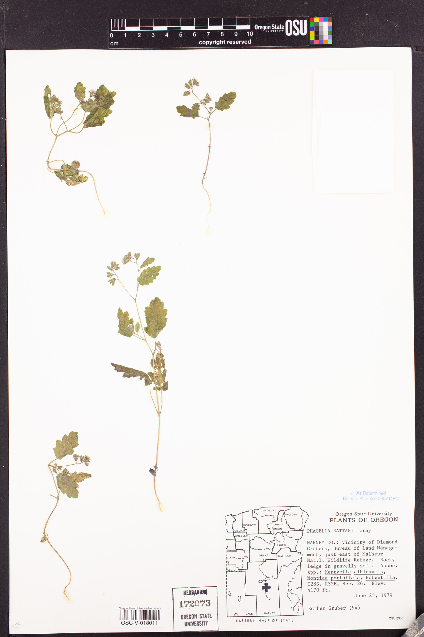 Phacelia rattanii image