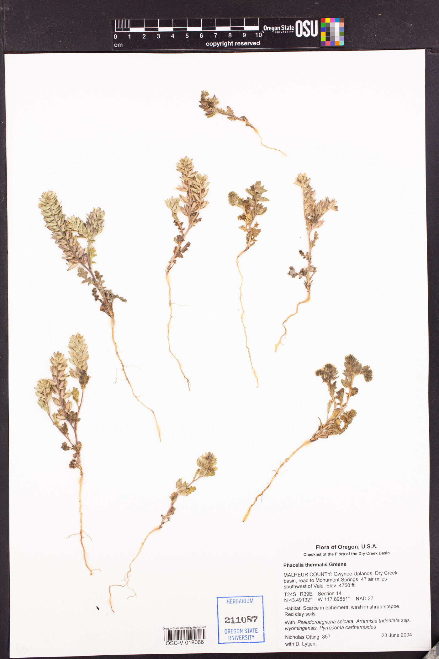 Phacelia thermalis image