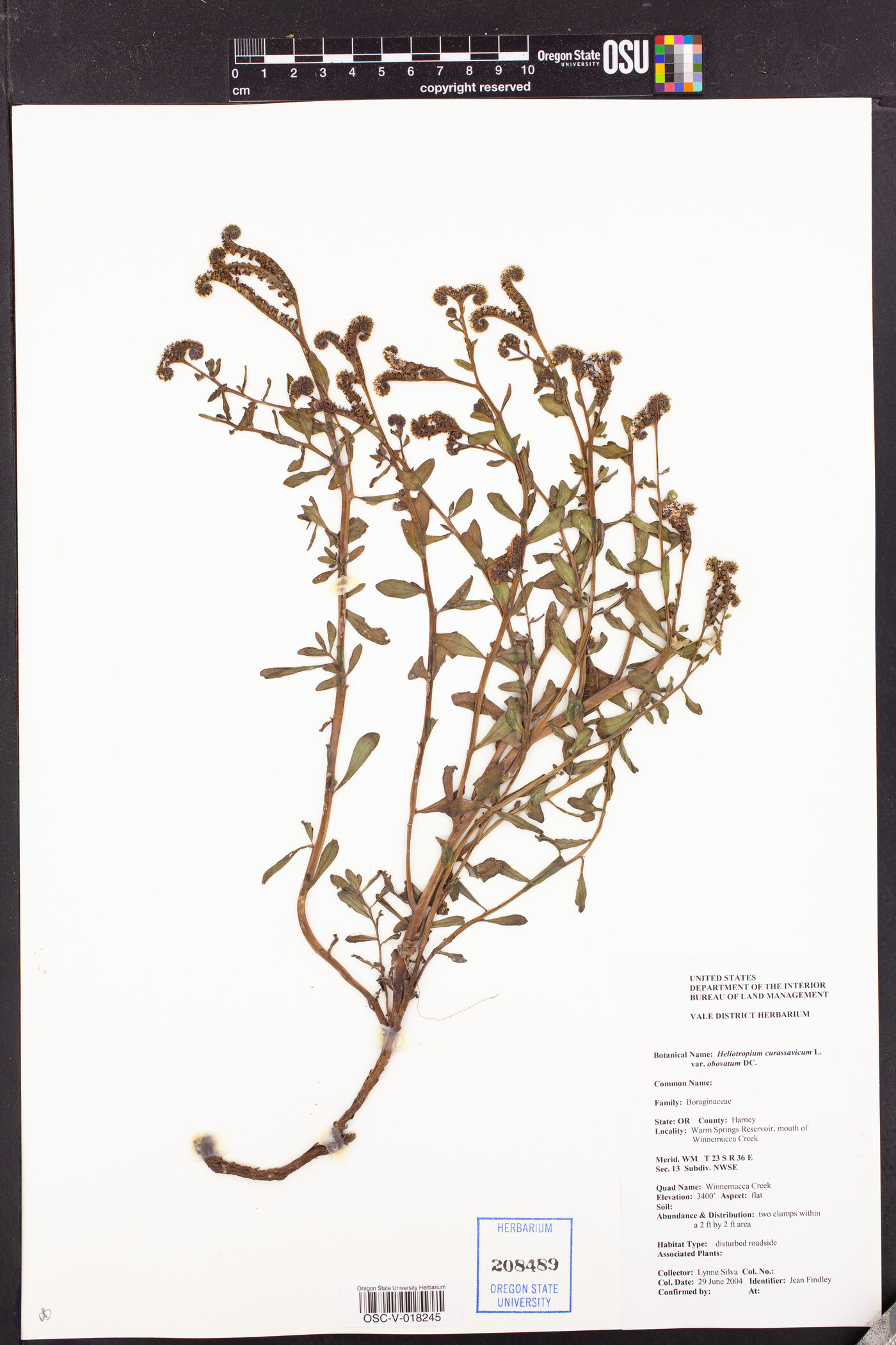 Heliotropium curassavicum var. obovatum image