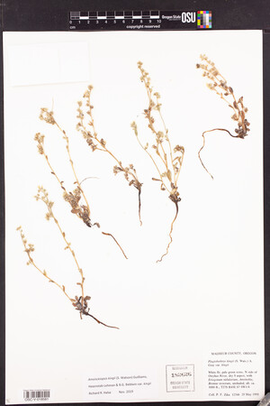Plagiobothrys kingii var. kingii image