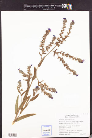 Anchusa officinalis image