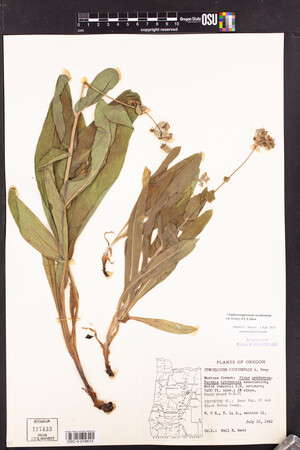 Andersonglossum occidentale image