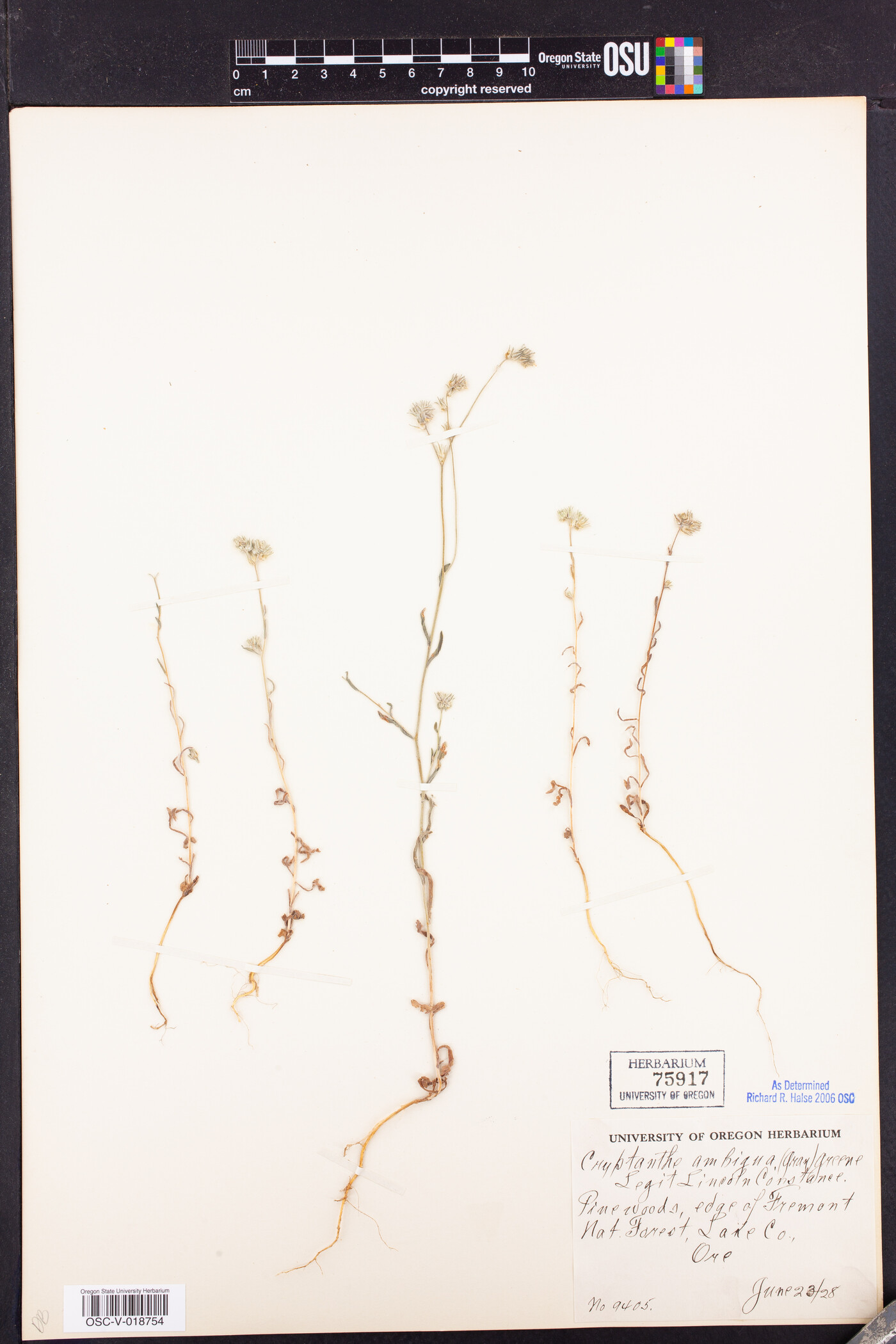 Cryptantha ambigua image