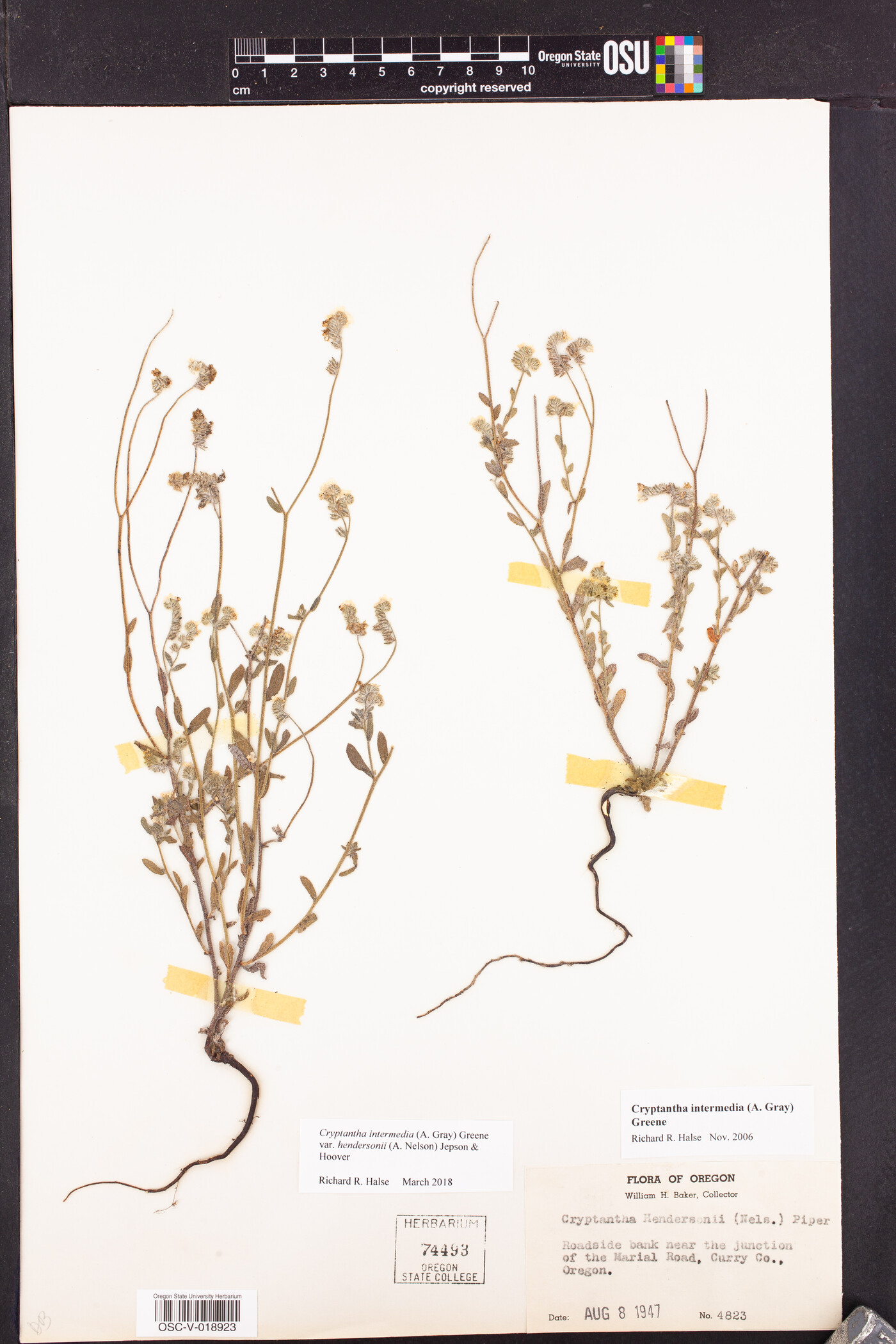 Cryptantha hendersonii image