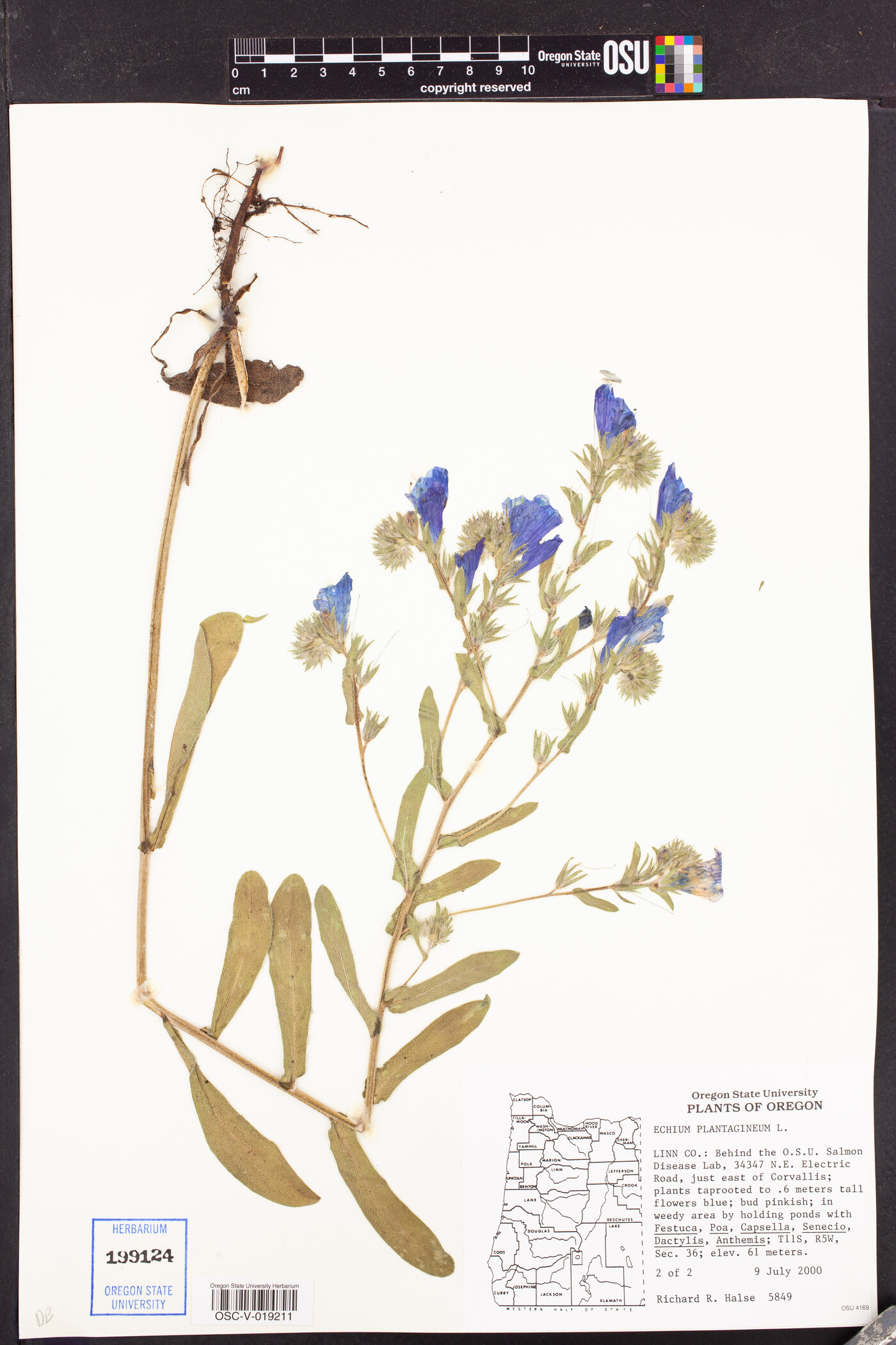 Echium plantagineum image