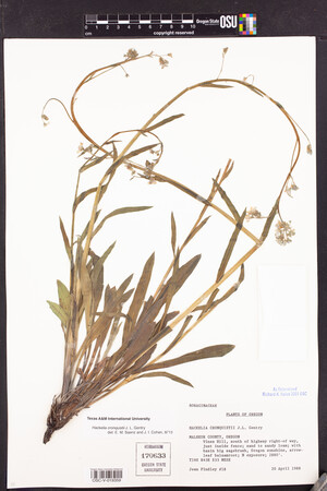 Hackelia cronquistii image