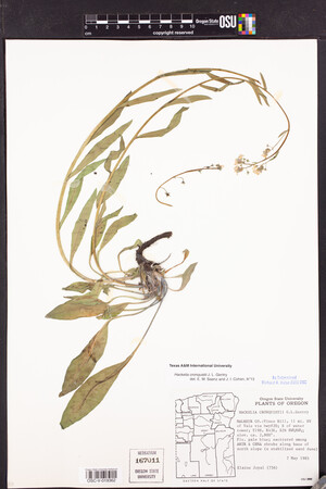 Hackelia cronquistii image