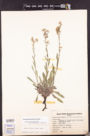 Hackelia cusickii image