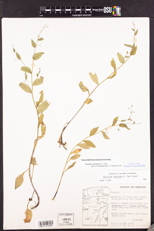 Hackelia ophiobia image