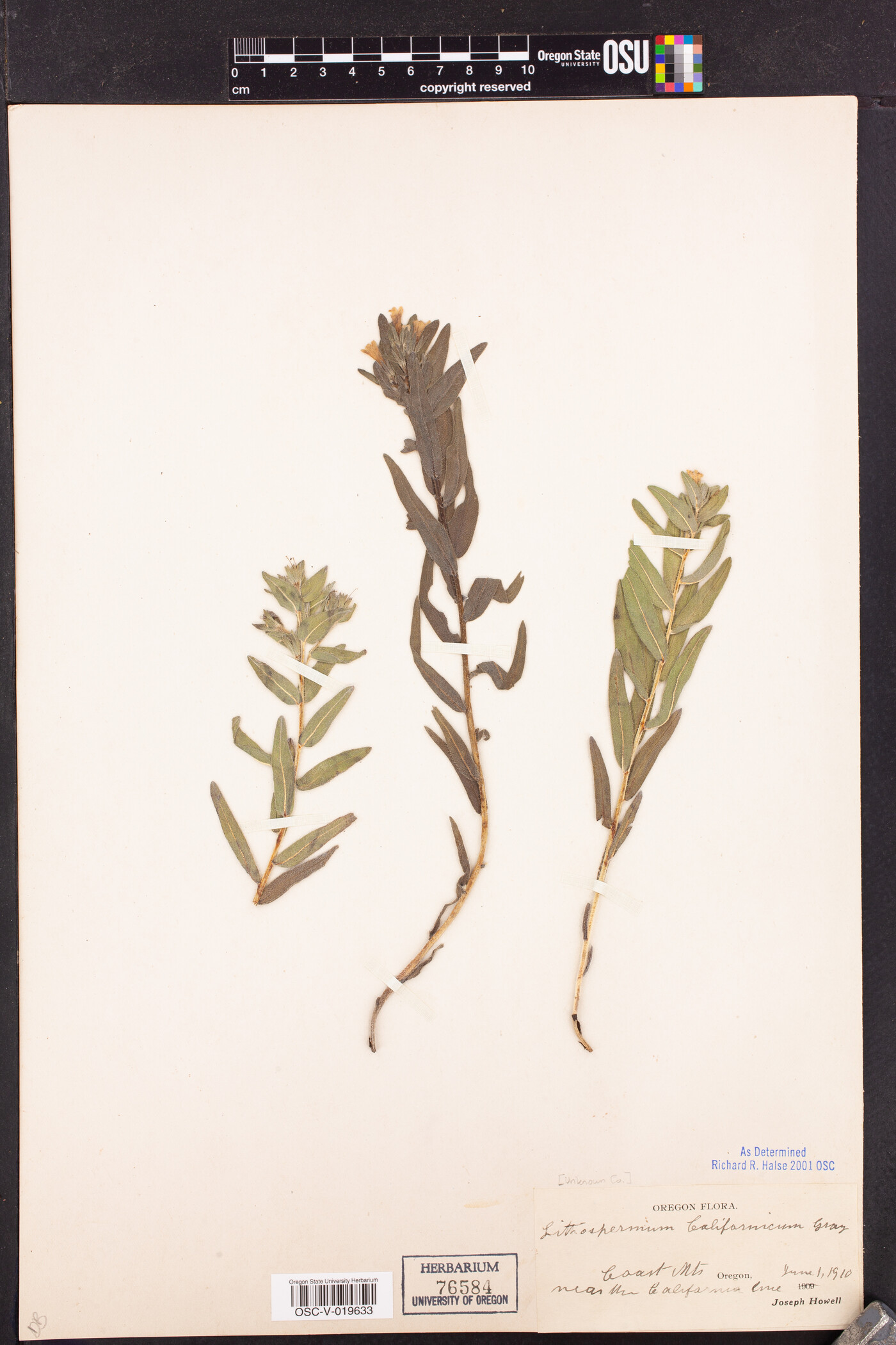 Lithospermum californicum image