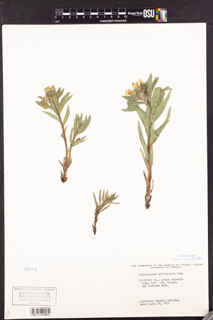 Lithospermum californicum image