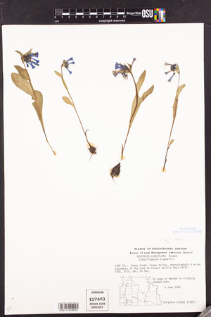 Mertensia longiflora image