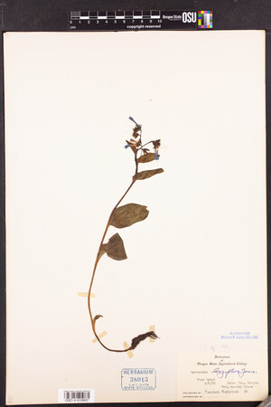 Mertensia longiflora image