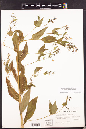 Mertensia paniculata var. borealis image