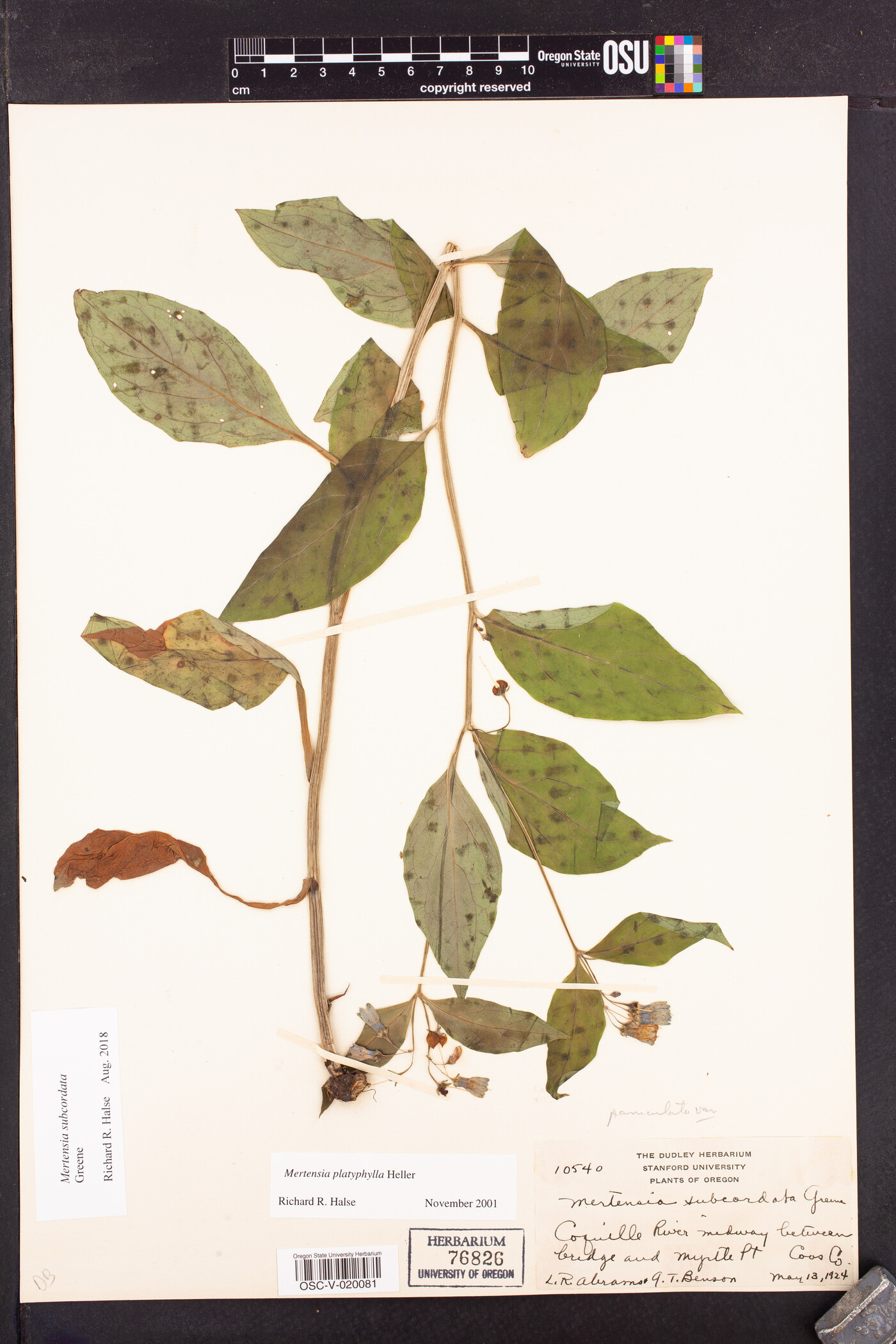 Mertensia platyphylla var. subcordata image