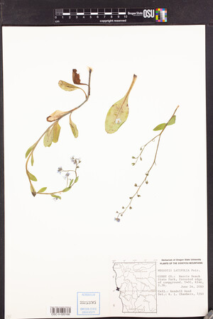 Myosotis latifolia image