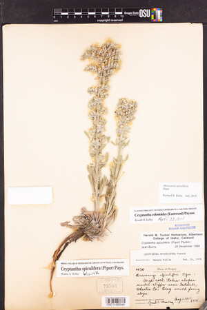 Oreocarya spiculifera image