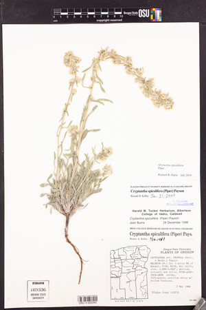 Oreocarya spiculifera image