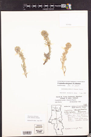 Oreocarya subretusa image