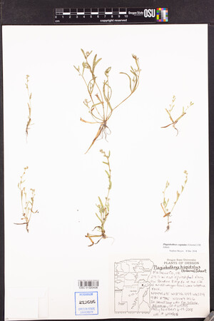 Plagiobothrys cognatus image