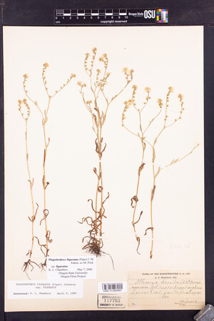 Plagiobothrys figuratus image