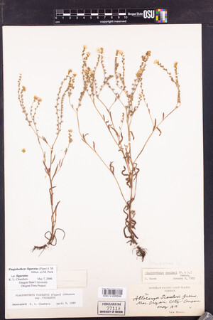 Plagiobothrys figuratus image