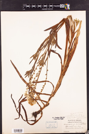 Image of Plagiobothrys hirtus