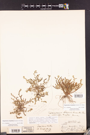 Plagiobothrys scouleri var. hispidulus image