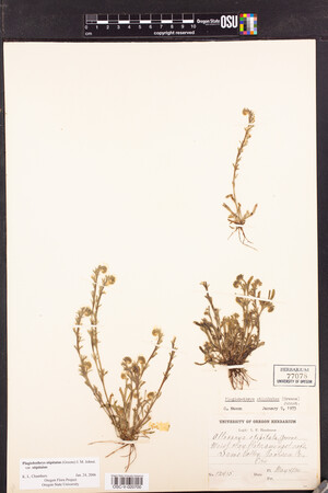 Plagiobothrys stipitatus var. stipitatus image