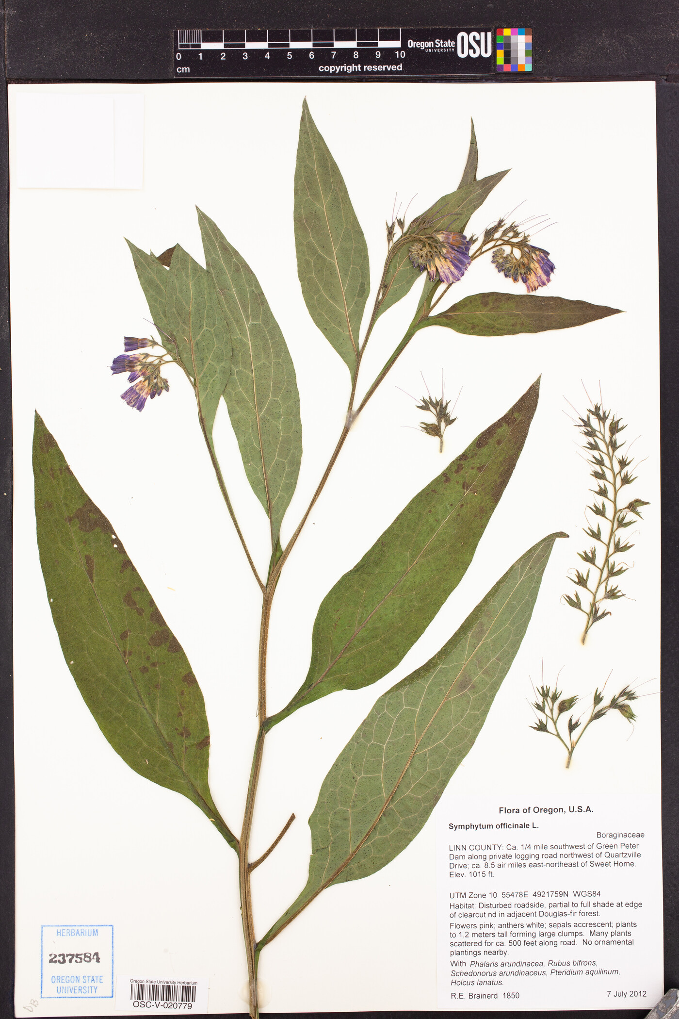 Symphytum officinale image