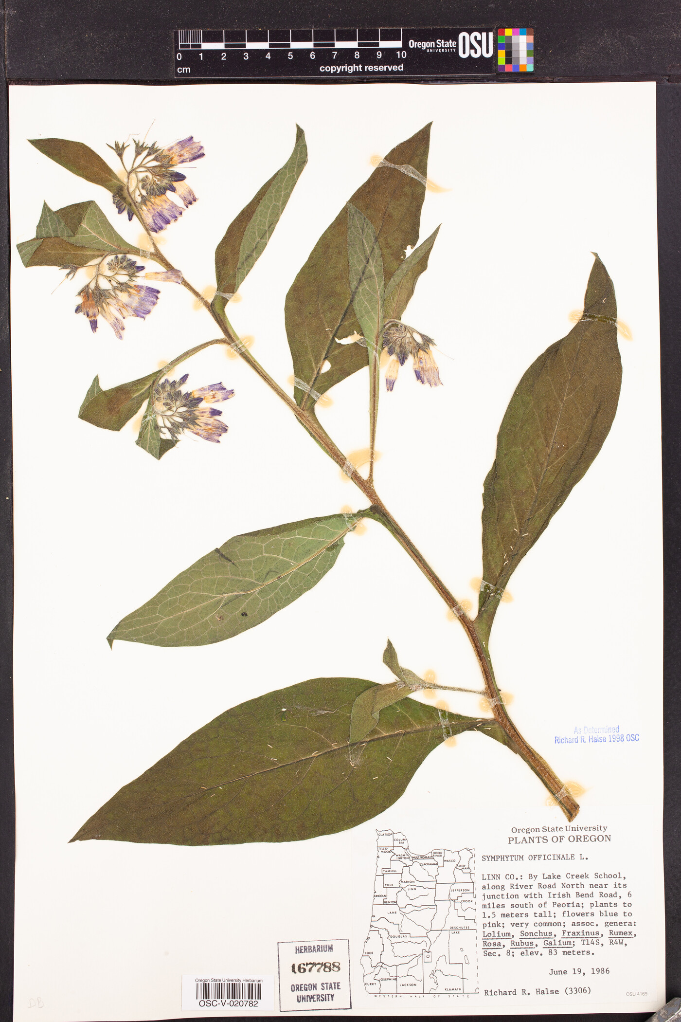 Symphytum officinale image