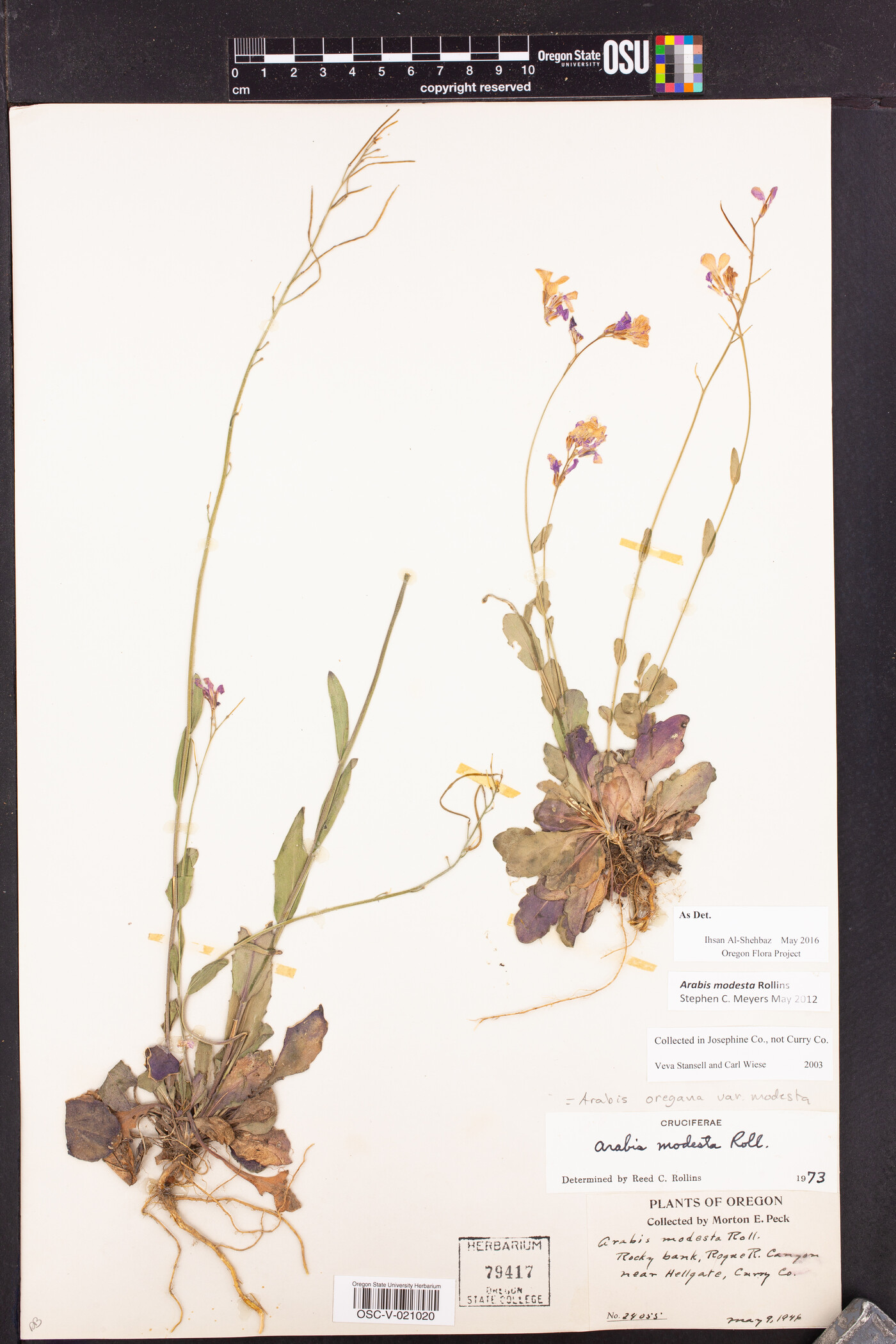 Arabis modesta image